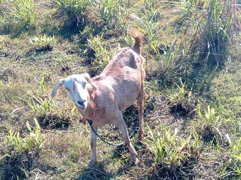 دو گبھن بکریاں 1