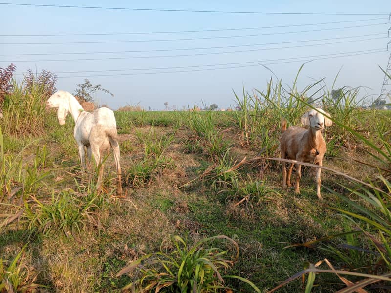 دو گبھن بکریاں 2