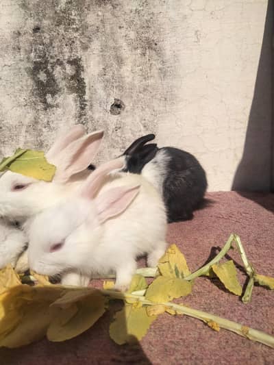 rabbits  for sale per piece 500