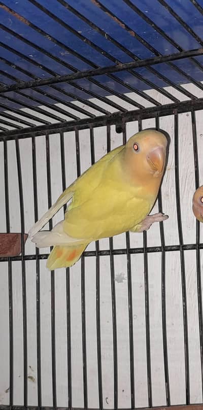 Rosicoli Orange Face Ino