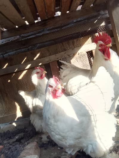 while buff golden buff