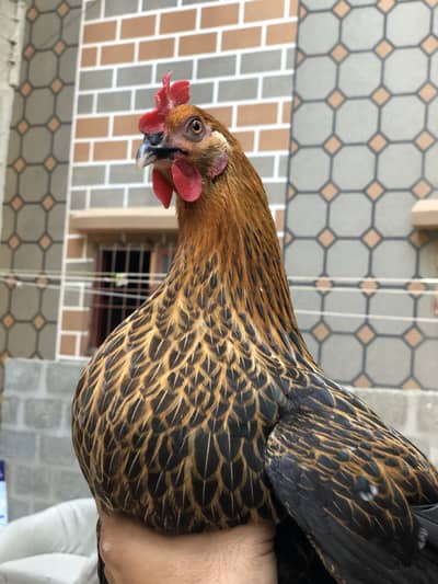 Fertile eggs available