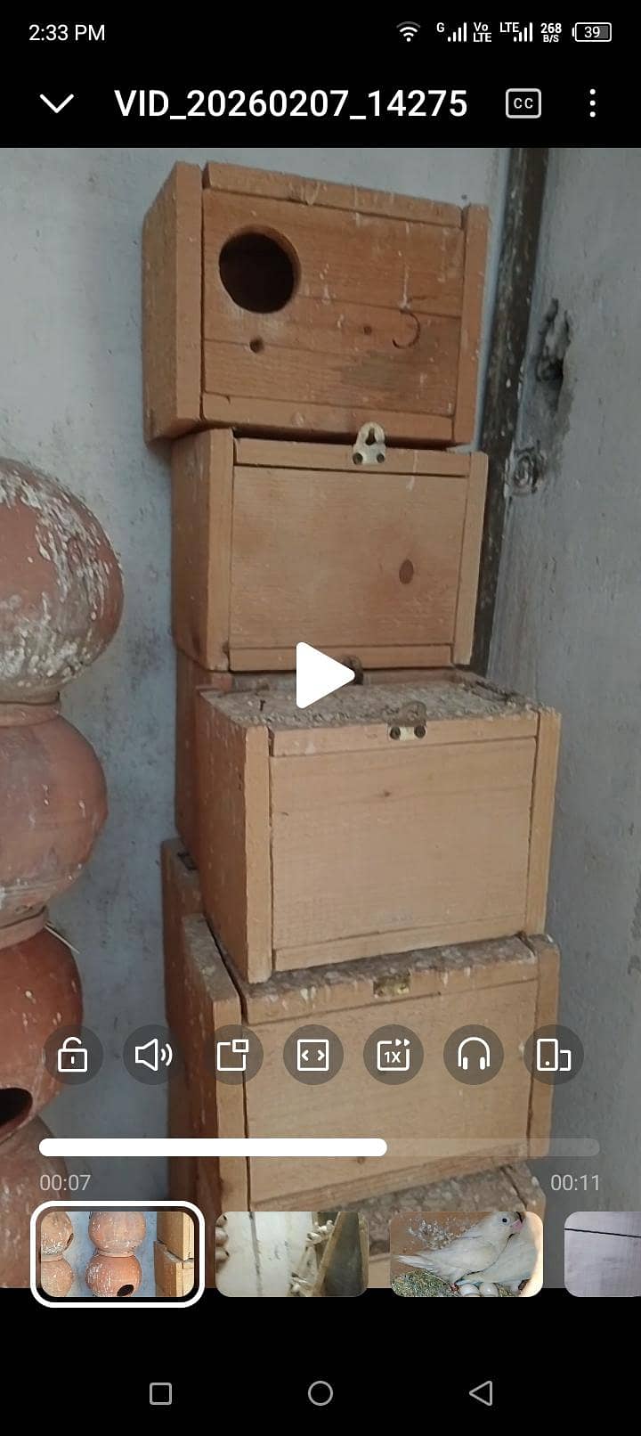 Java , Love birds (matki & boxes) 1