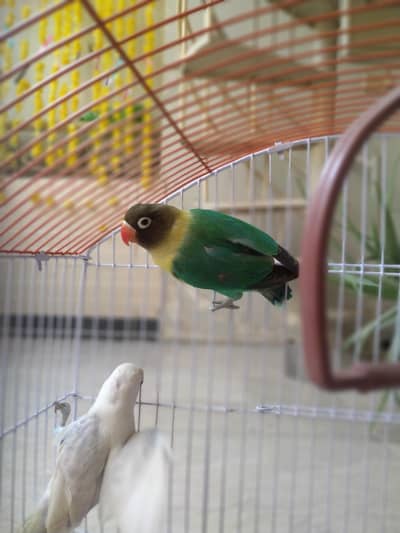 love bird and cockatoo