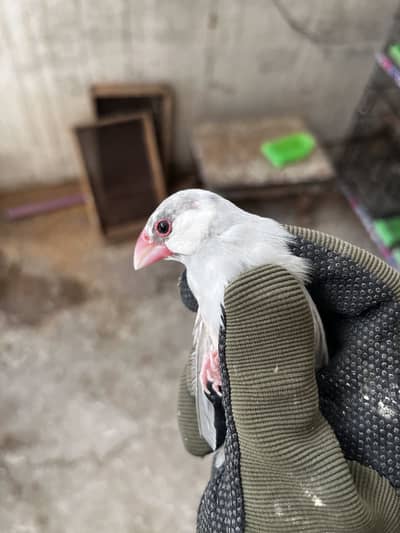 Java Birds Grey, Silver and White