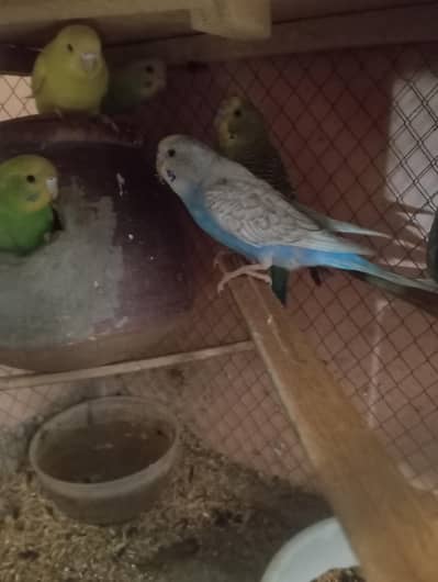 Budgies For sale