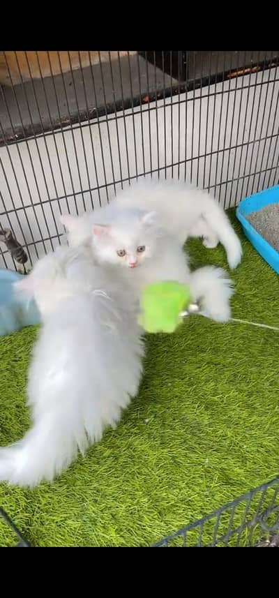 Quality Persian Punch face cat & kitten is03477878702Whatsapp