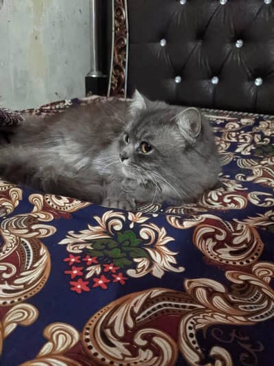 beautiful  grey meal triple Court