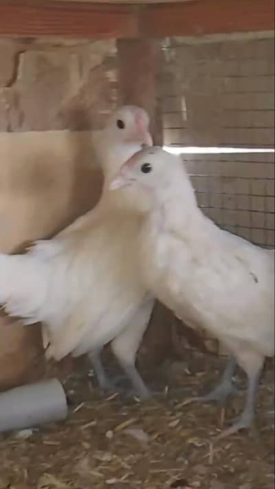 white sebright,buff sebright white Yokohama large pullets available