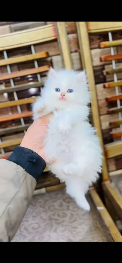 Quality Persian Punch face cat & kitten is03477878702Whatsapp