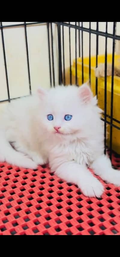 Quality Persian Punch face cat & kitten is03477878702Whatsapp