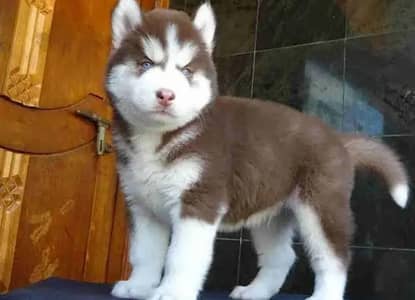 Siberian husky