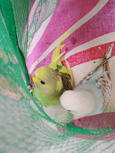 beautifull full budgie pair for sale.