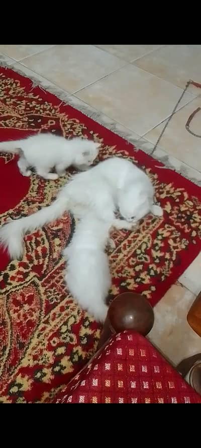 white kitten pair available for sale