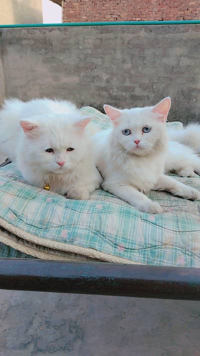 1.5 year k han healthy and active