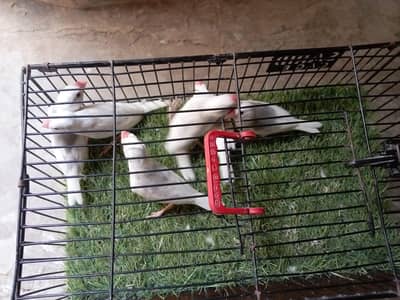 white java 03181062909