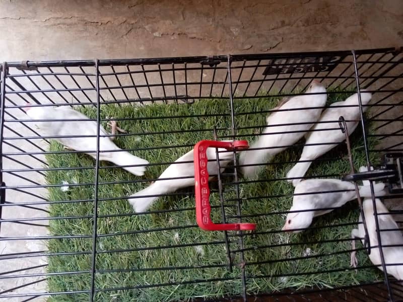 white java 03181062909 1