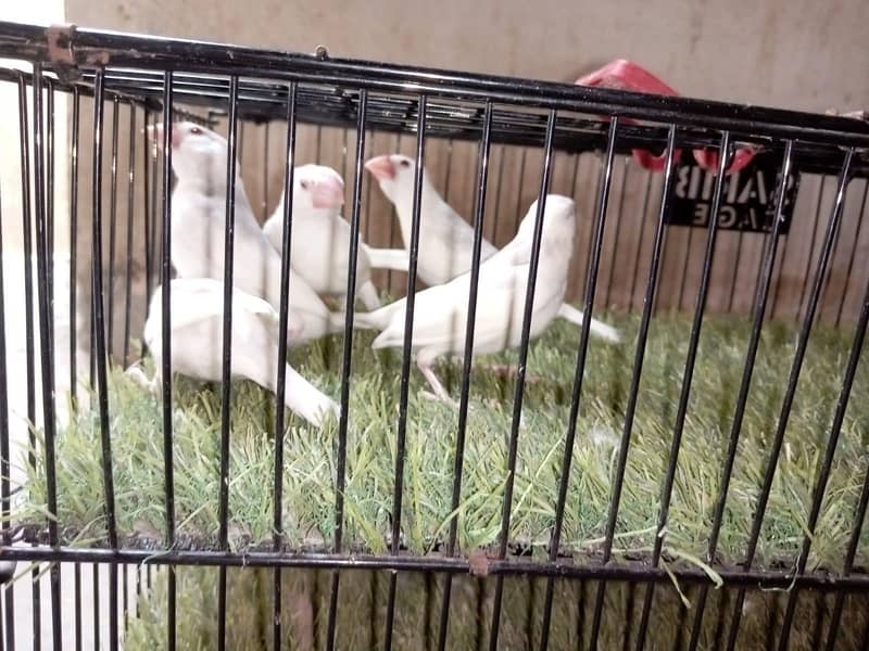 white java 03181062909 2