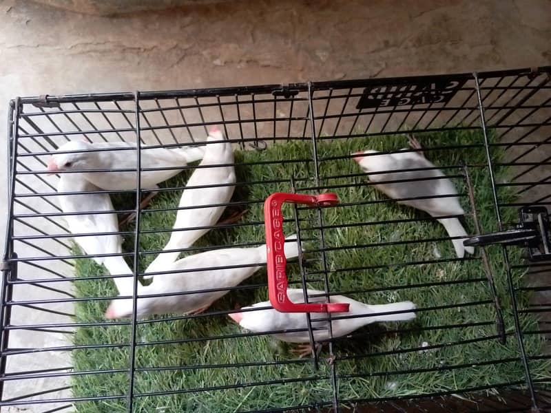 white java 03181062909 3