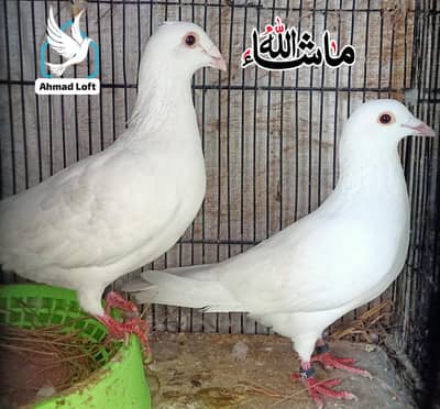 Qasid Paper White Breder Pair For Sale