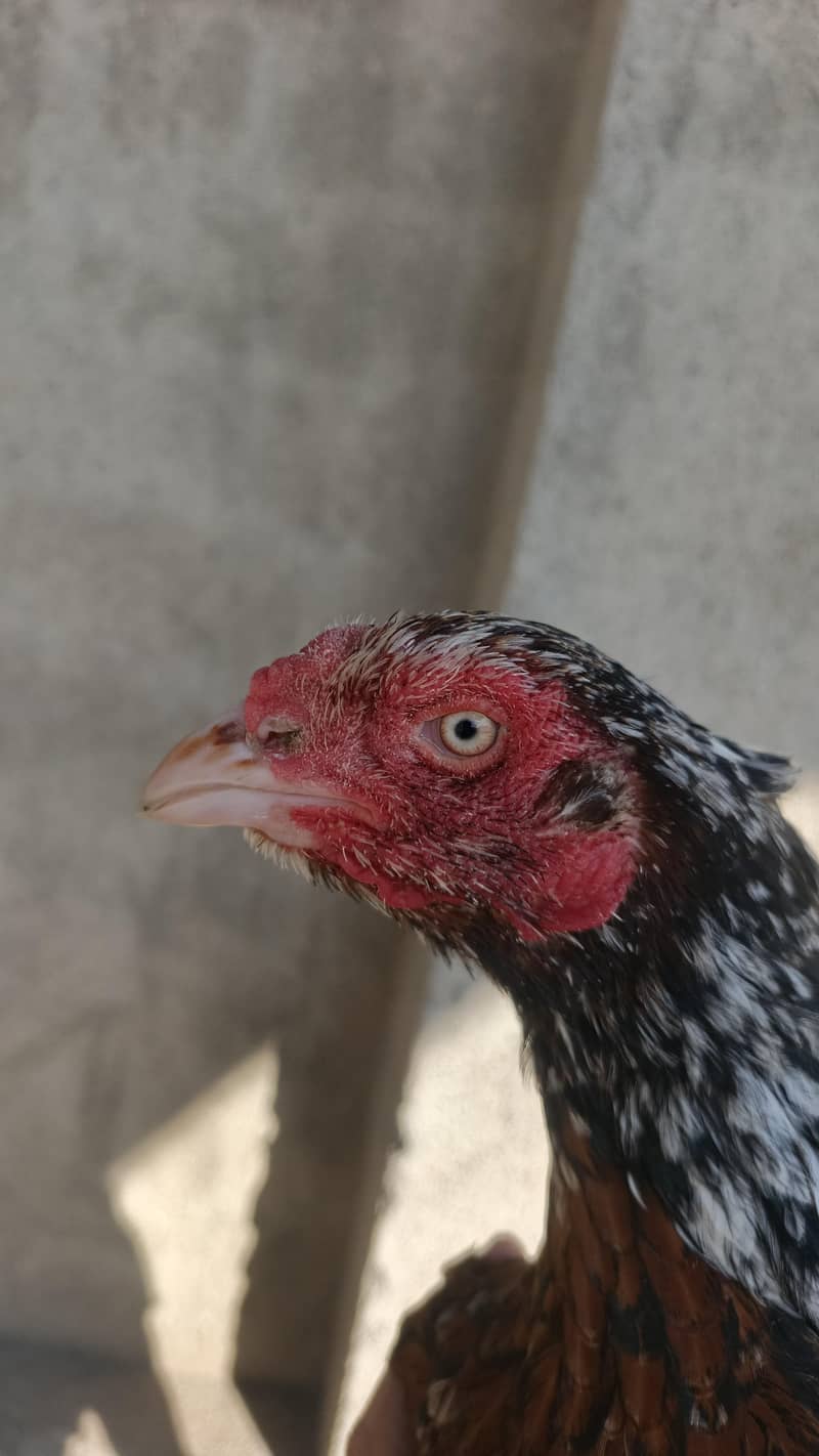 Aseel Mianwali Pair Male & Female 3