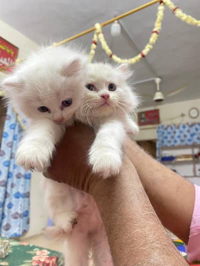 white kitten pair available for sale