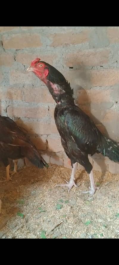 mushka aseel java aseel pathy available for sale