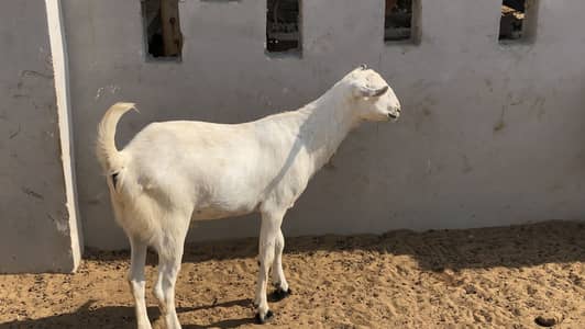 AL ELAHI GOAT FARM