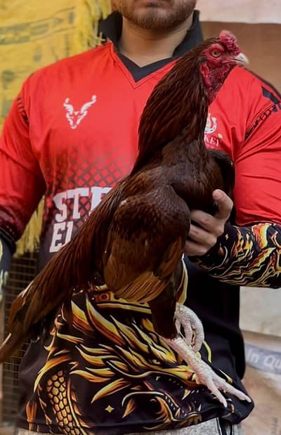 Aseel murga03041979402