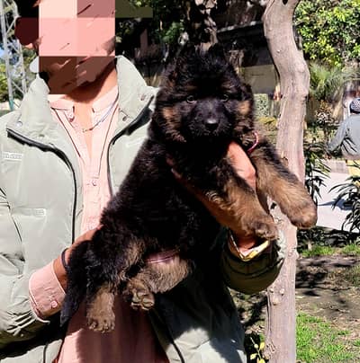 show quality imported bloodline gsd lowbak male available for sale