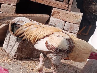 Aseel murga for sale