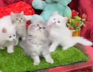 Pure Persian kitten male female available. WhatsApp 03073909212