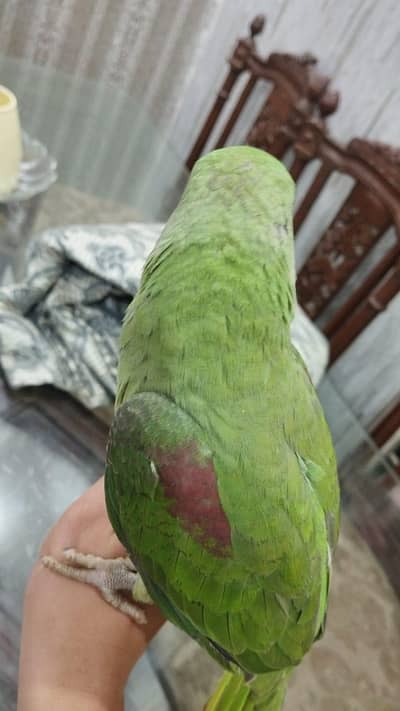 female parrot for sale