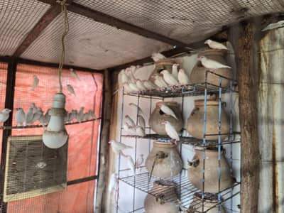 white java black eyes and zebra finches breding pairs and chicks