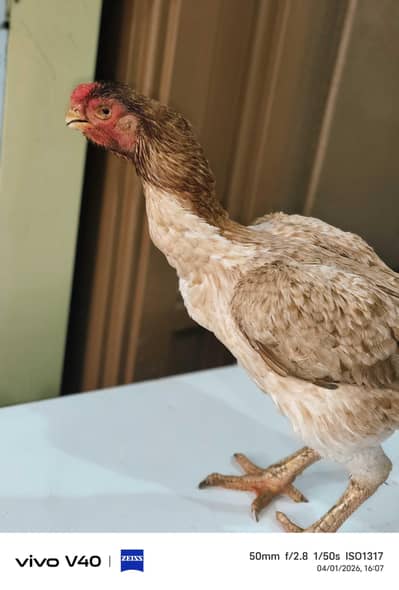 Indian Parrot Beak Aseel