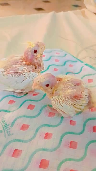 Healthy Active Cockatiel Chicks