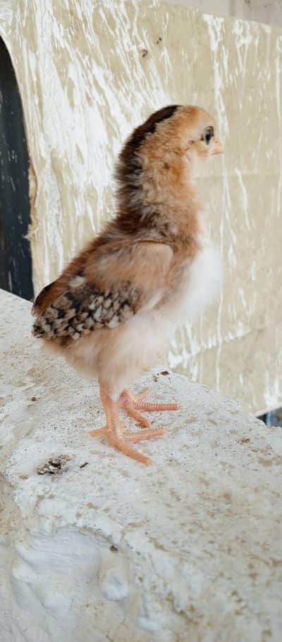 aseel chicks available