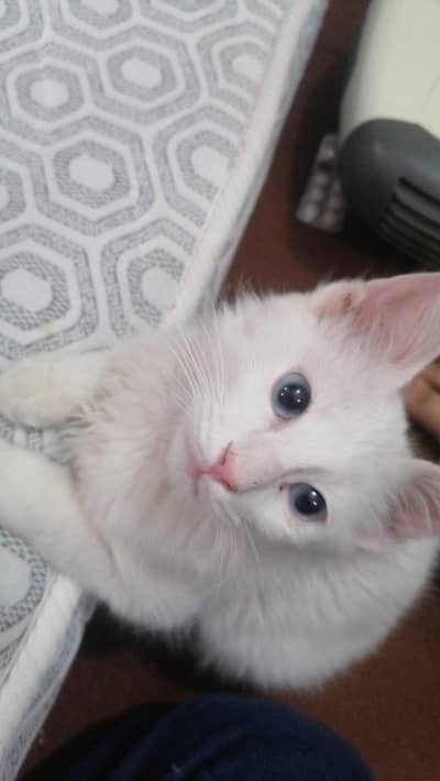 (For Adoption) Trained Persion/Thai 4 months old Kittens