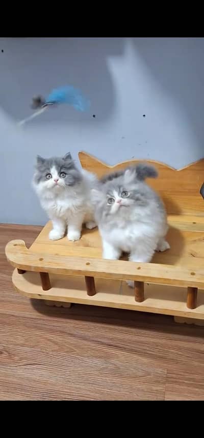 Quality Persian Punch face cat & kitten is03477878702Whatsapp