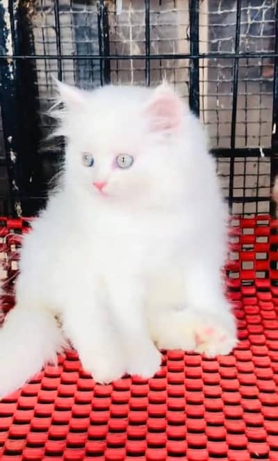 Pure Persian kitten male female available. WhatsApp 03073909212