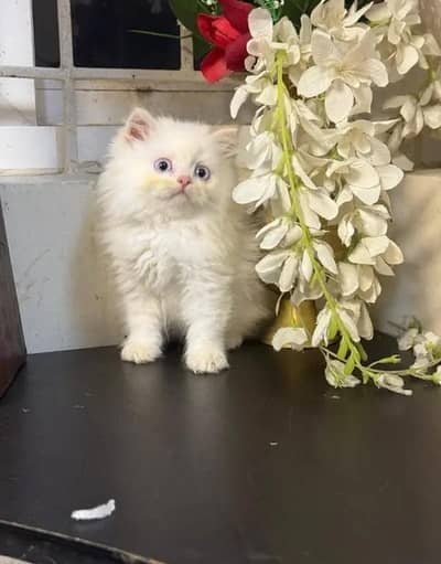 Persian female kitten for sale My WhatsApp number 03 20 24 100 47