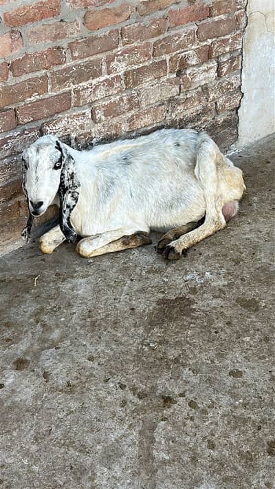 خوبصورت نسلی بکری ساتھ اس کے دو بچے برائے فروخت