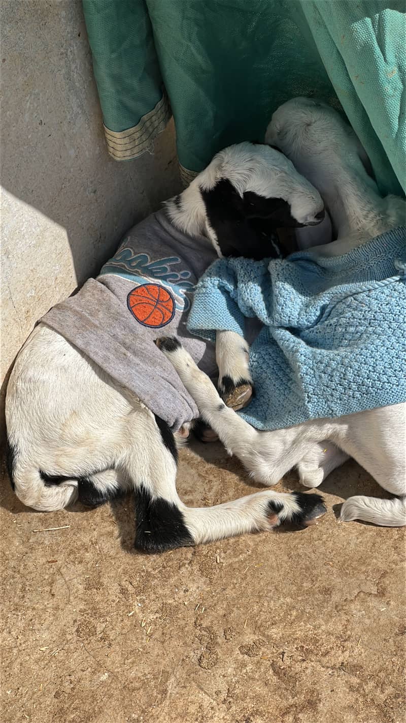 خوبصورت نسلی بکری ساتھ اس کے دو بچے برائے فروخت 1