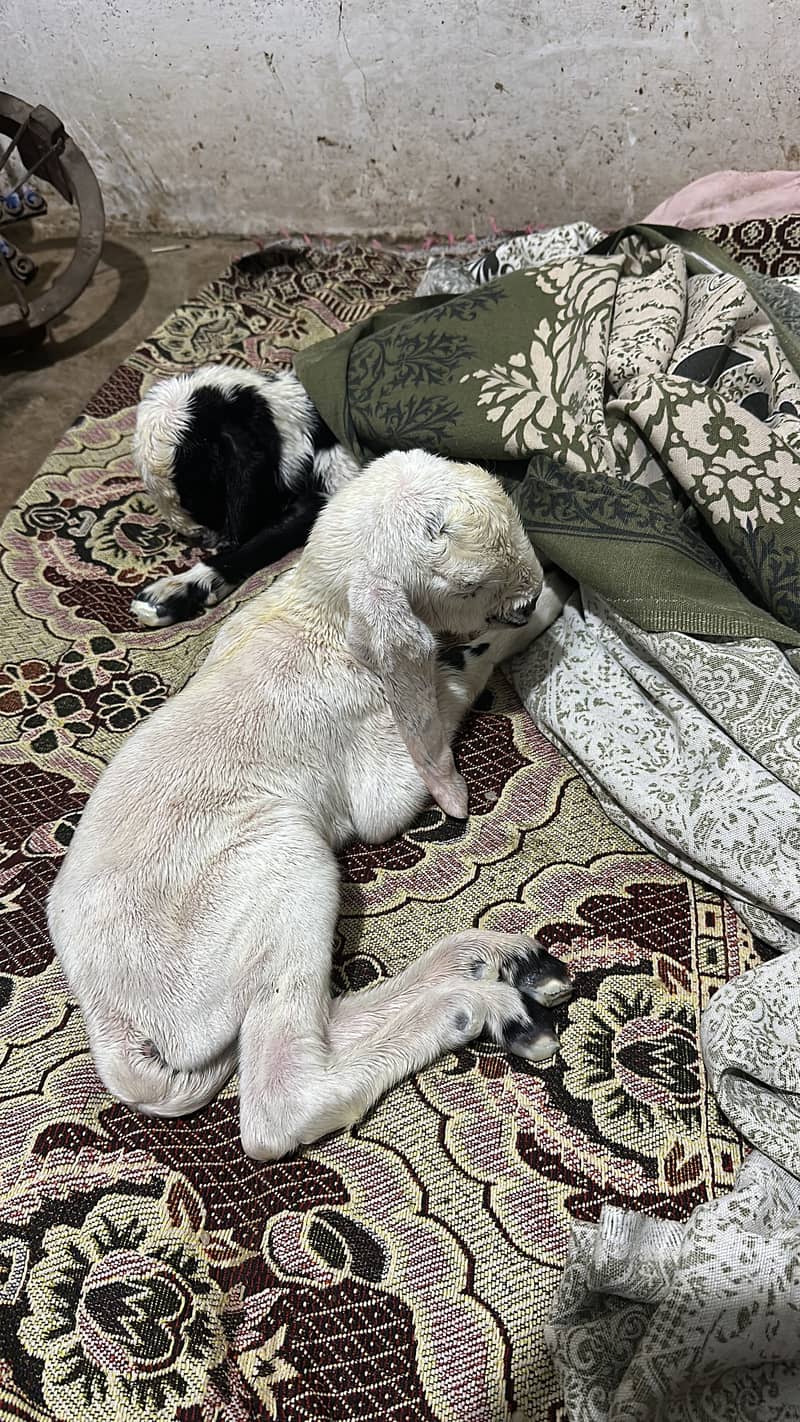 خوبصورت نسلی بکری ساتھ اس کے دو بچے برائے فروخت 2