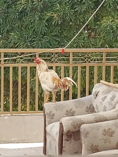 highest quality aseel murga rooster for urgent sale