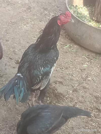 vip aseel aur desy murgy aur murgya dutiab hain