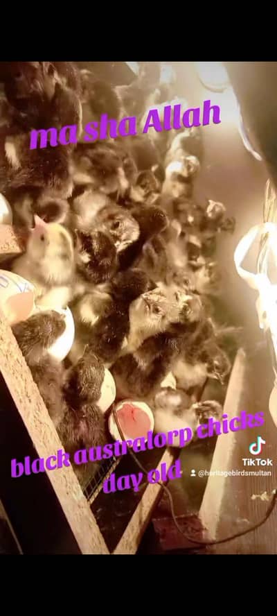Australorp/Australop chicks