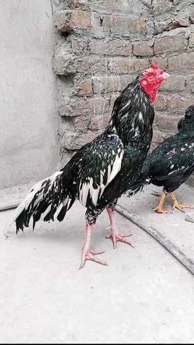 Lasani Aseel Bird 3kg