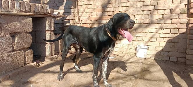 pointer/panter dog fully trained