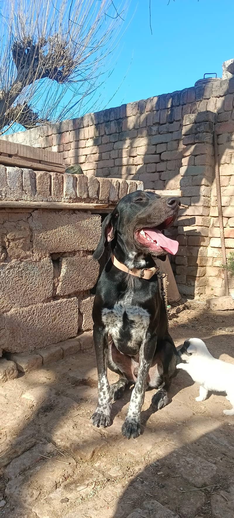 pointer/panter dog fully trained 1